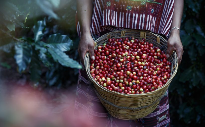 kawa arabica czy robusta