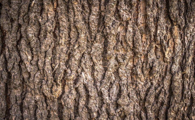 Śliczny oraz {czysty zieleniec to nie lada wyzwanie, w szczególności jak jego pielęgnacją zajmujemy się sami.